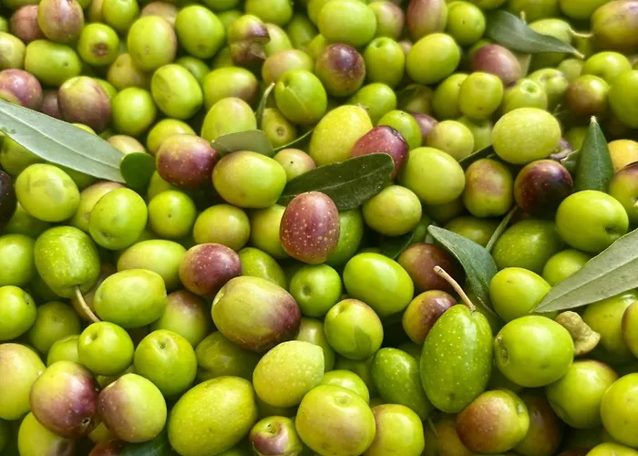 New 2025 - Olea Terra - Mediterranean Comfort & Style 빌라 *